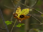 2015